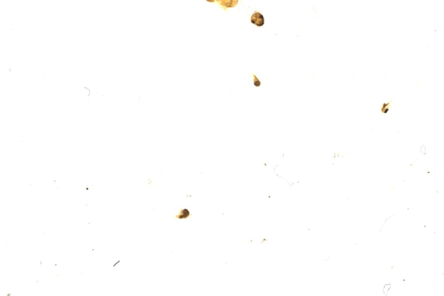 Image 32